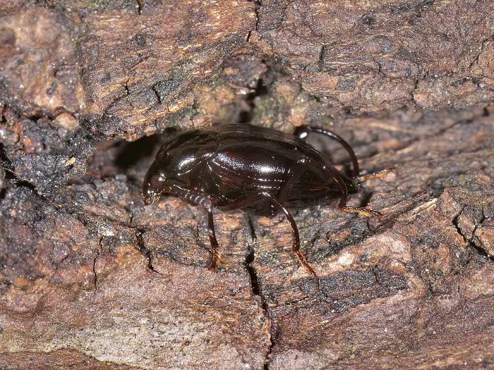 Scaphium immaculatum
